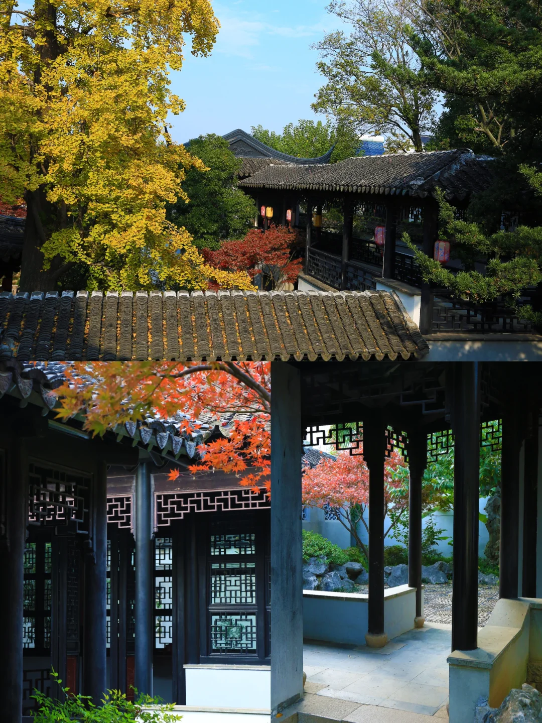 2025苏州木渎古镇银杏红枫秋色正浓