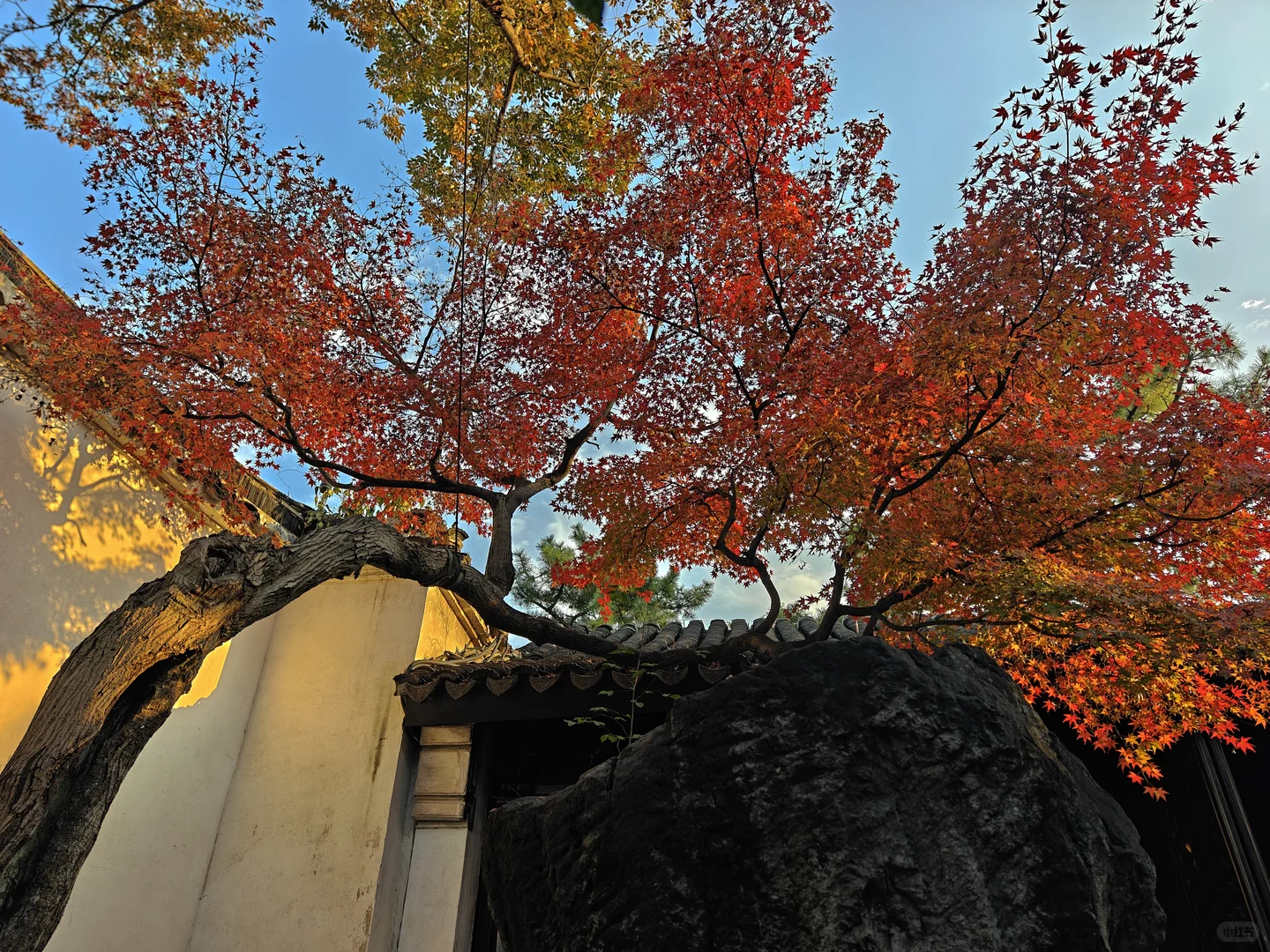 你这周来苏州可以拍什么(11.17日-11.23日)