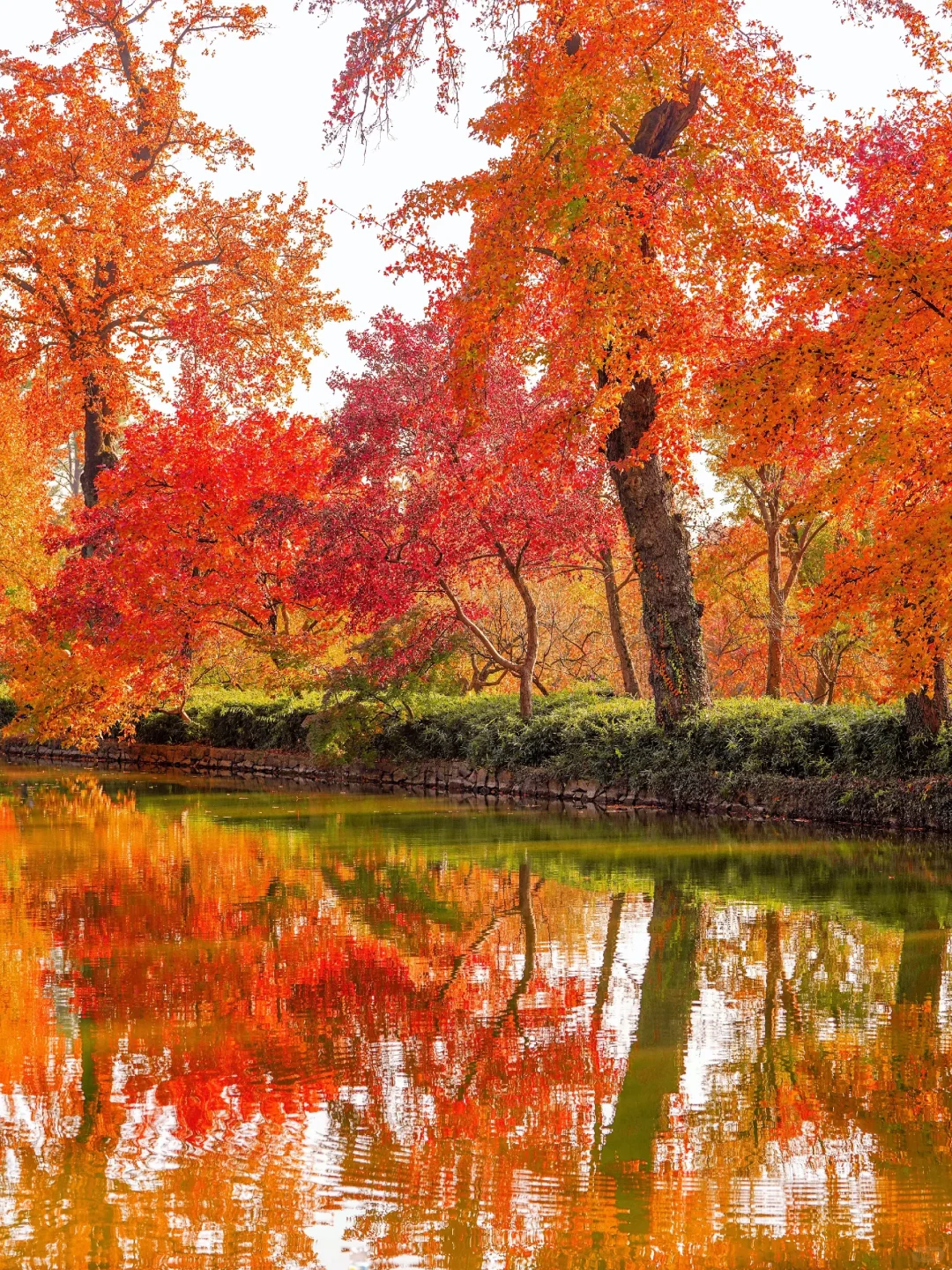 🍂苏州秋天天花板！8个必打卡地美到窒息