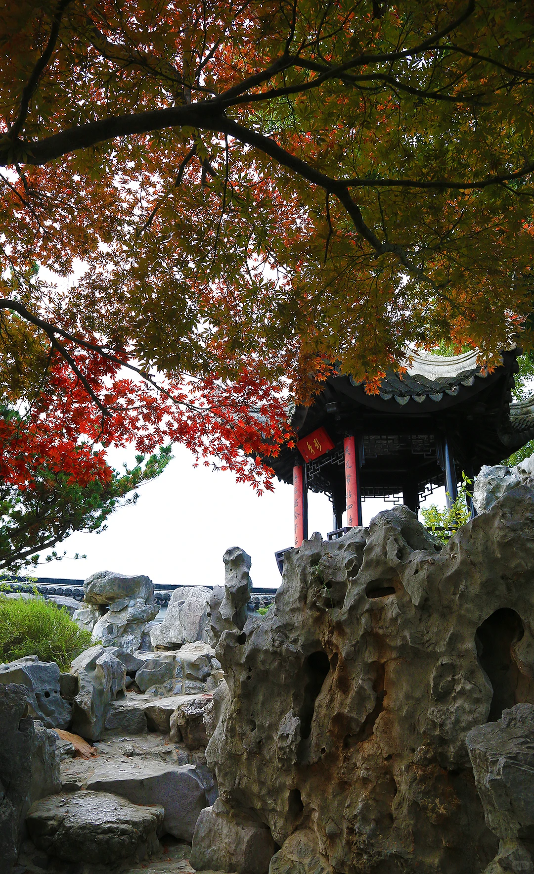 2025苏州木渎古镇银杏红枫秋色正浓