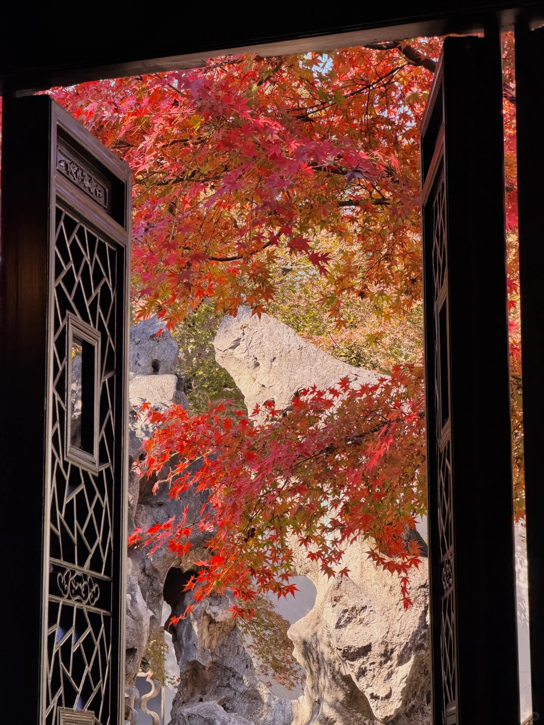 11.19实况！苏州留园封神秋景已登场❗️