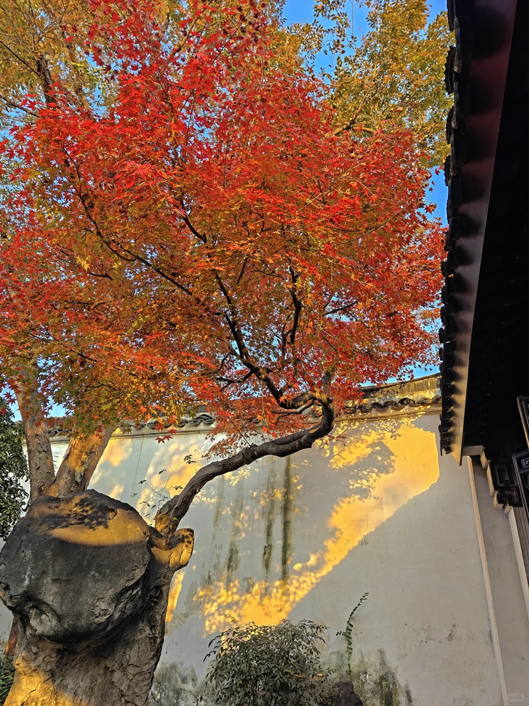 你这周来苏州可以拍什么(11.17日-11.23日)