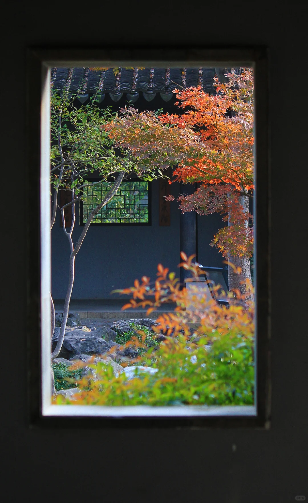 2025苏州木渎古镇银杏红枫秋色正浓