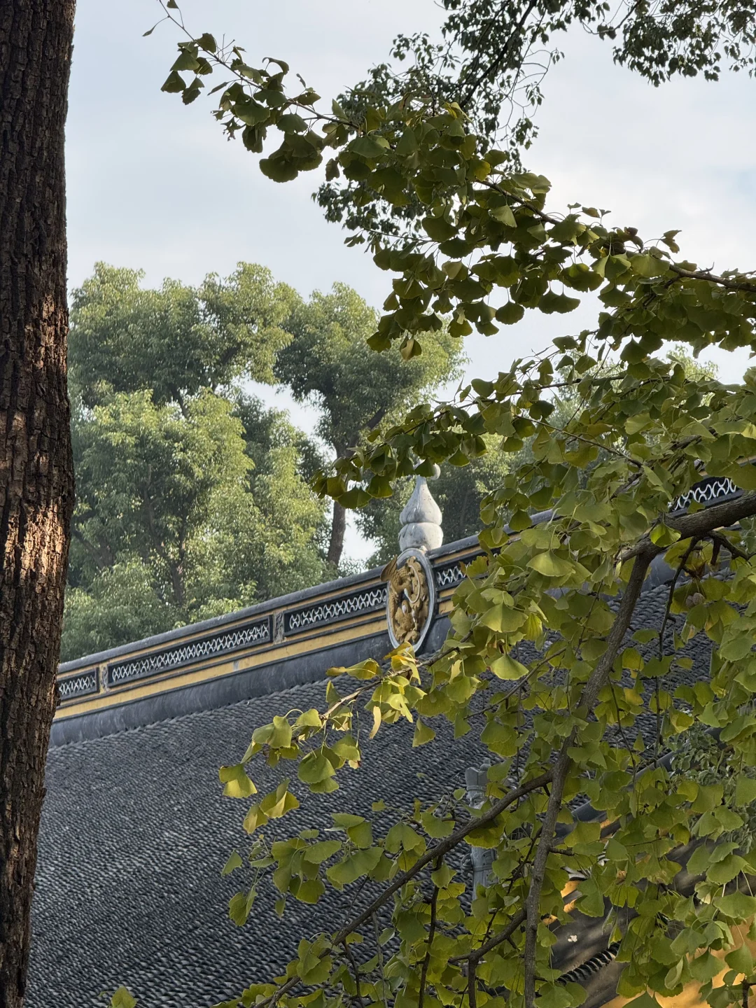 🍂11.23苏州｜虎丘一榭园枫叶红啦🎐附路线