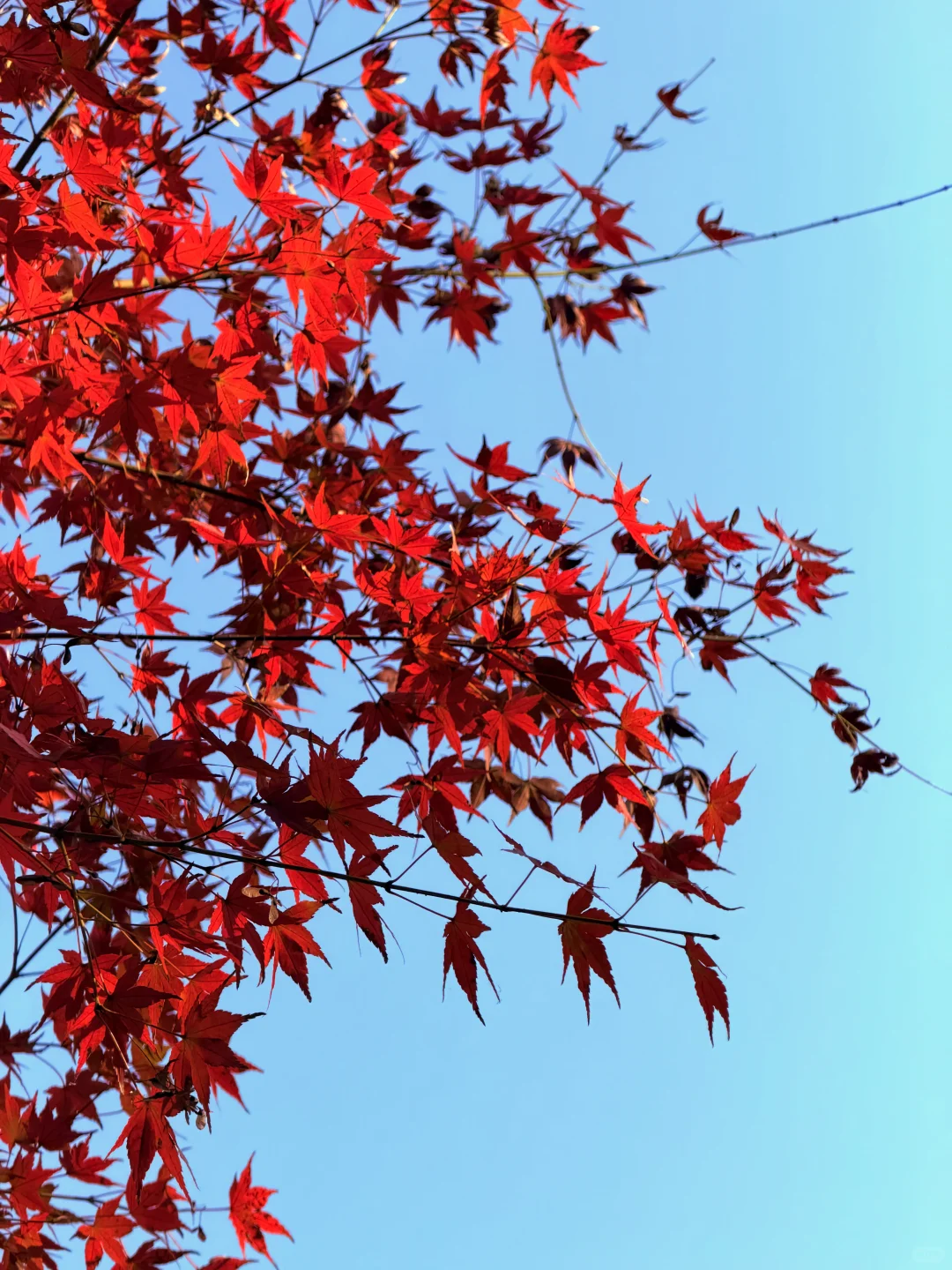 11.18实况 | 苏州留园红枫美到封神！！！！！！！！