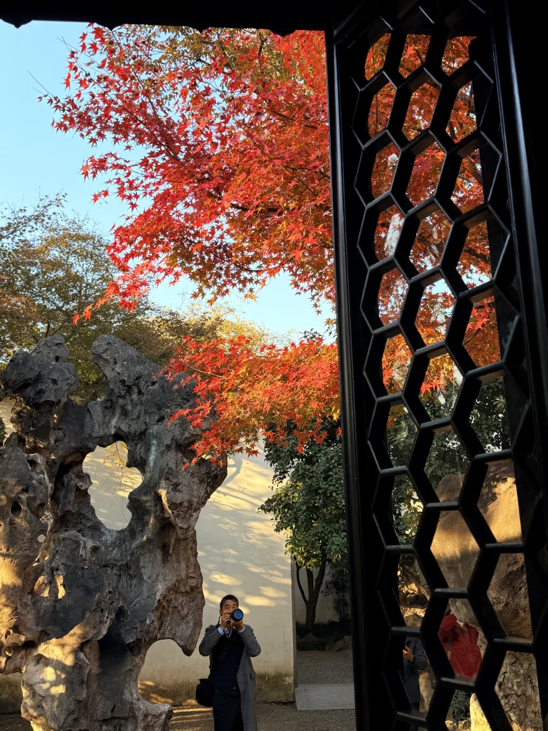 11.18实况 | 苏州留园红枫美到封神！！！！！！！！