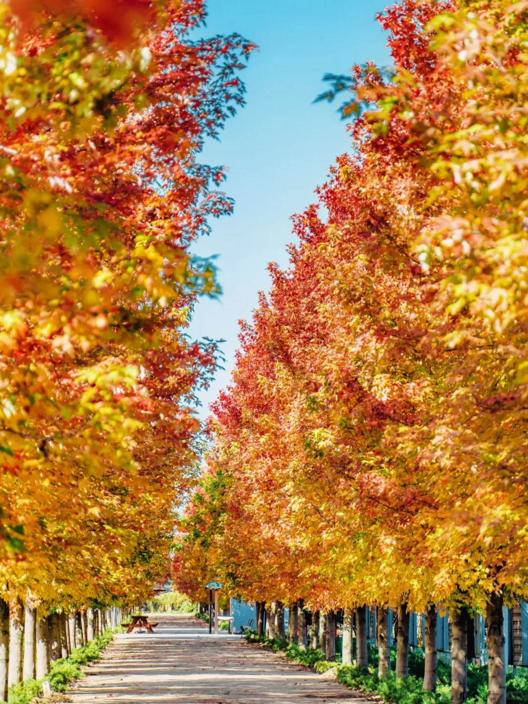 🍂苏州秋天天花板！8个必打卡地美到窒息