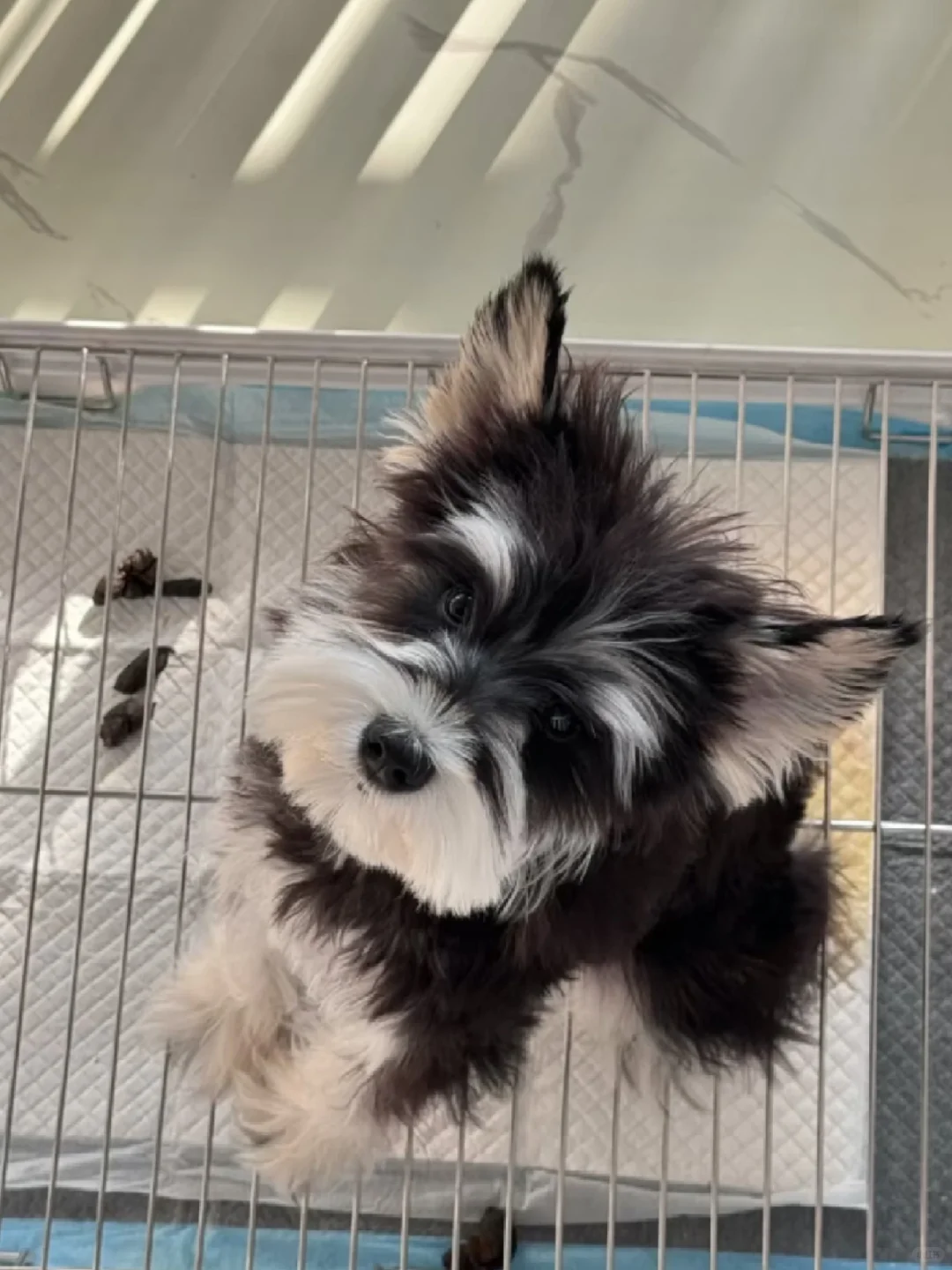 雪纳瑞生六只，在苏州