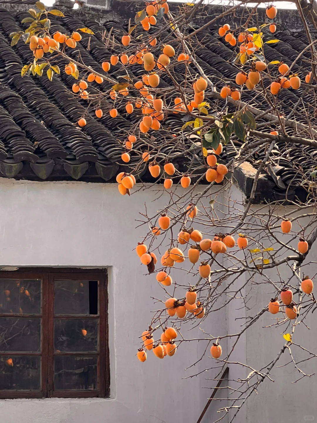 11.2实拍❗️道前街柿子树已进入最佳观赏期