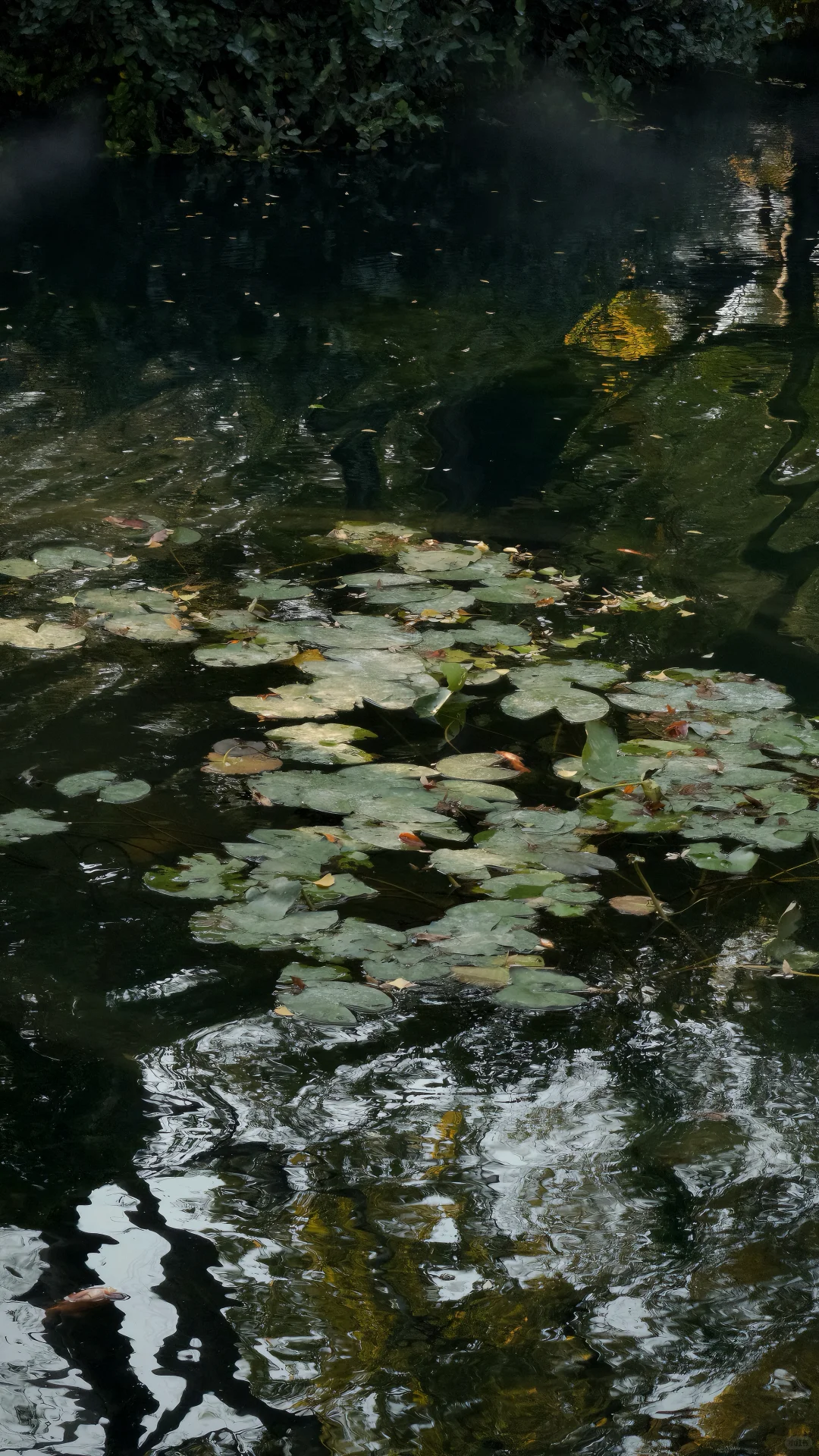 11.18刚去！留园的枫叶真的绝了！太美了！