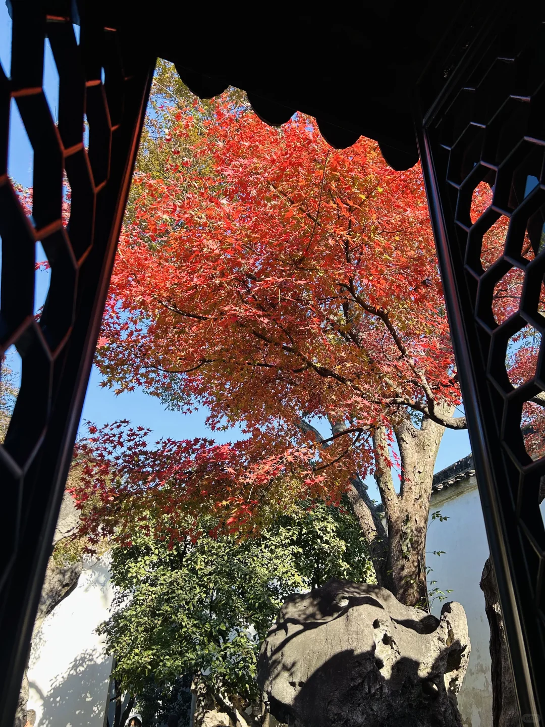 11.19 留园这棵树绝了！苏州又到了最美时节