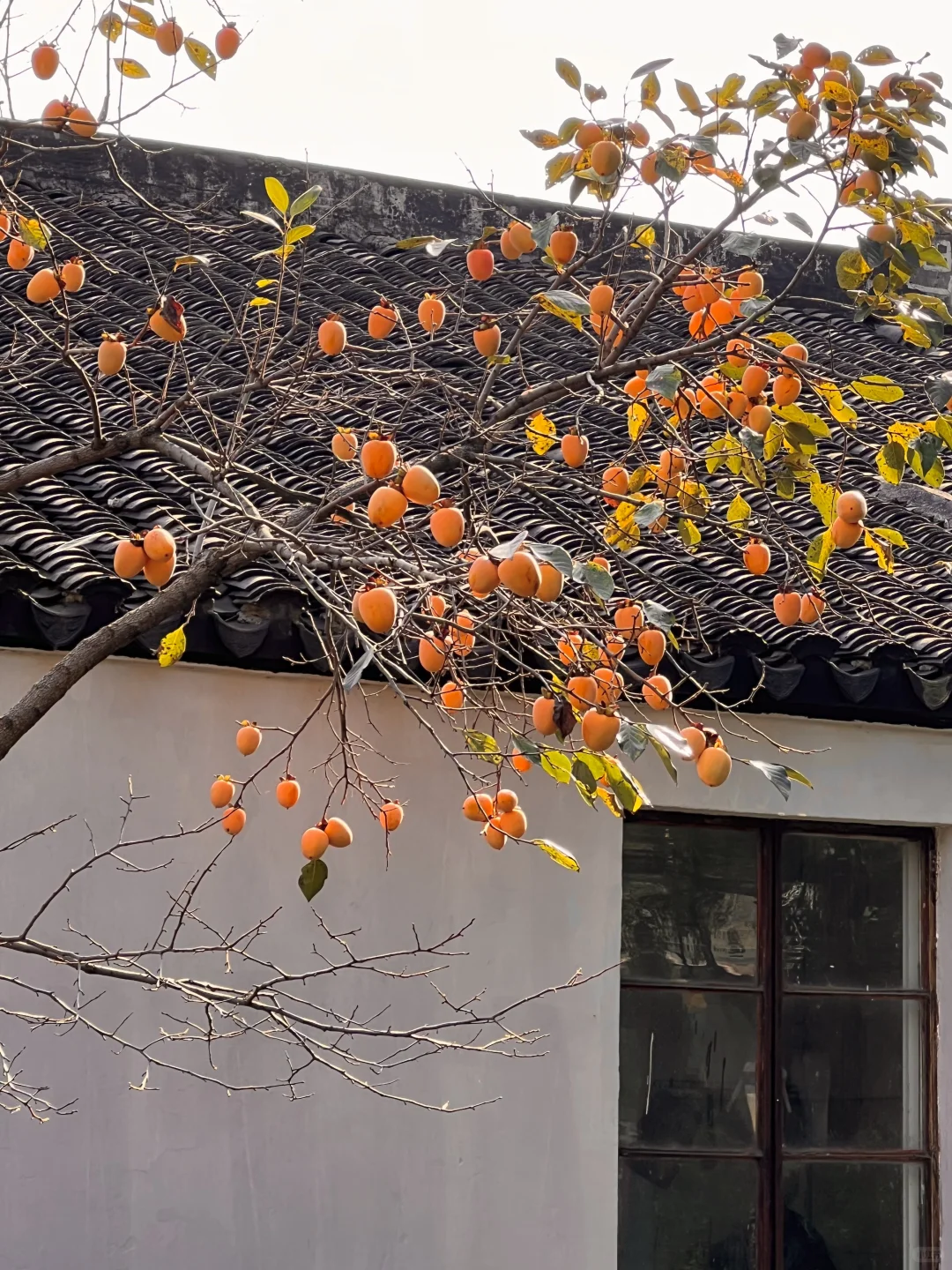 11.2实拍❗️道前街柿子树已进入最佳观赏期