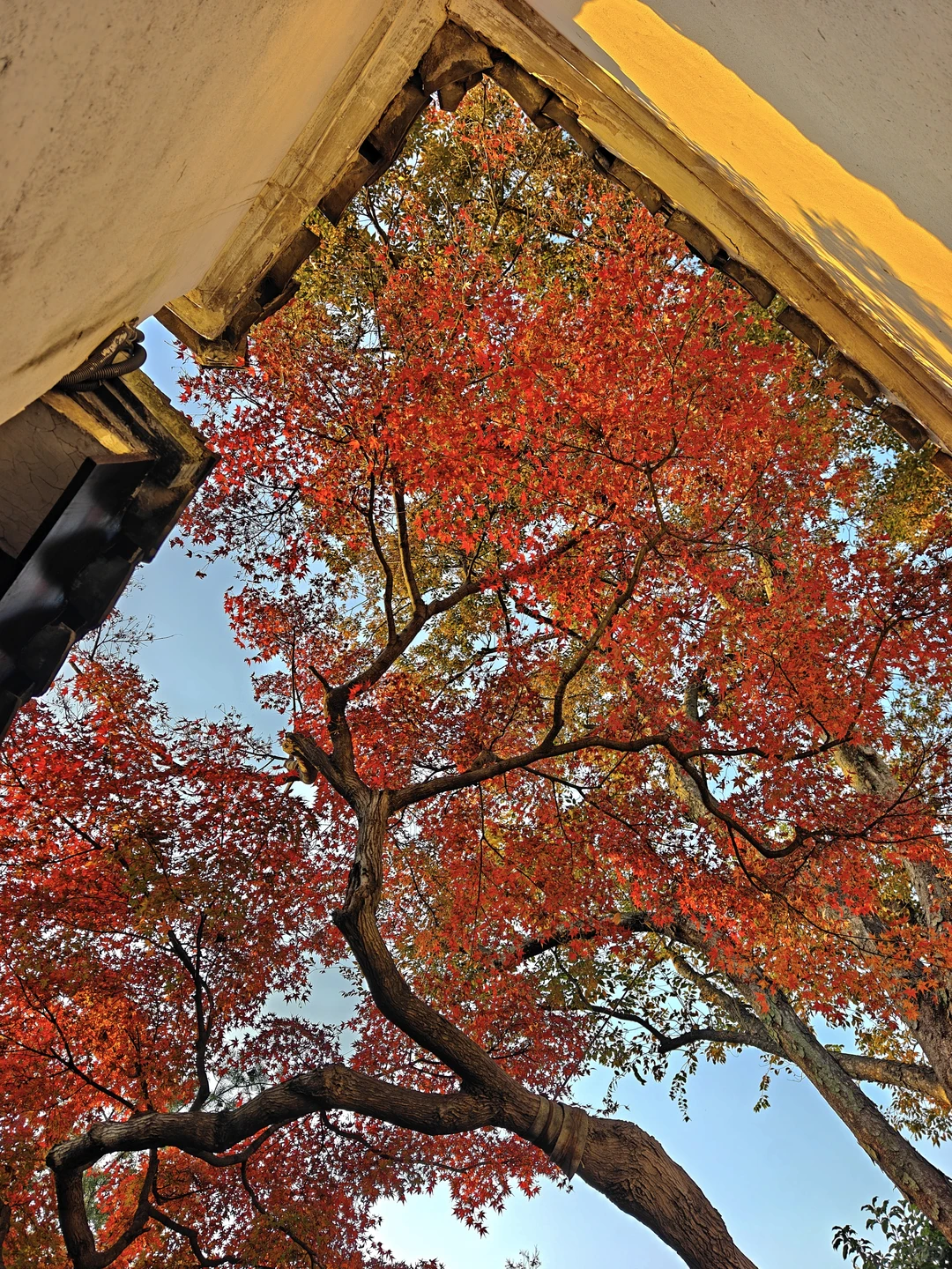 你这周来苏州可以拍什么(11.17日-11.23日)