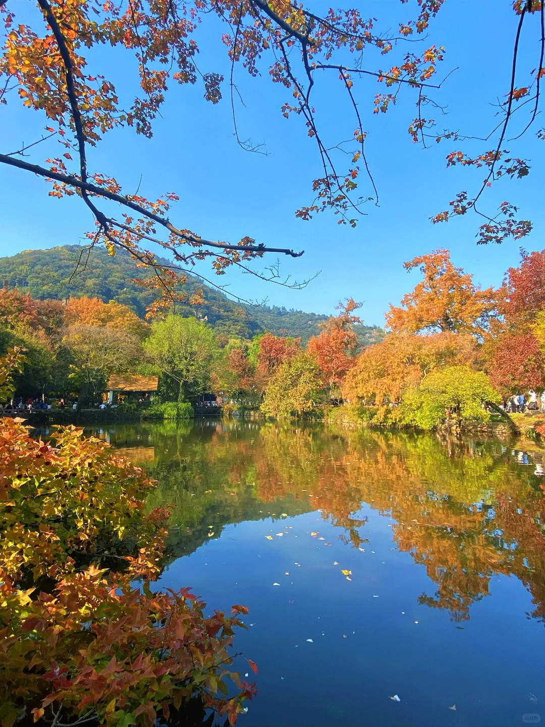 苏州！11月的秋景已经美到next level了！！！