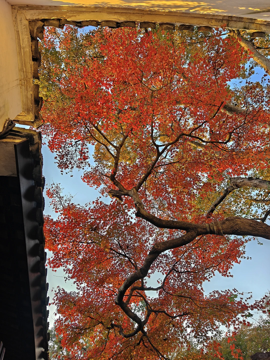 你这周来苏州可以拍什么(11.17日-11.23日)