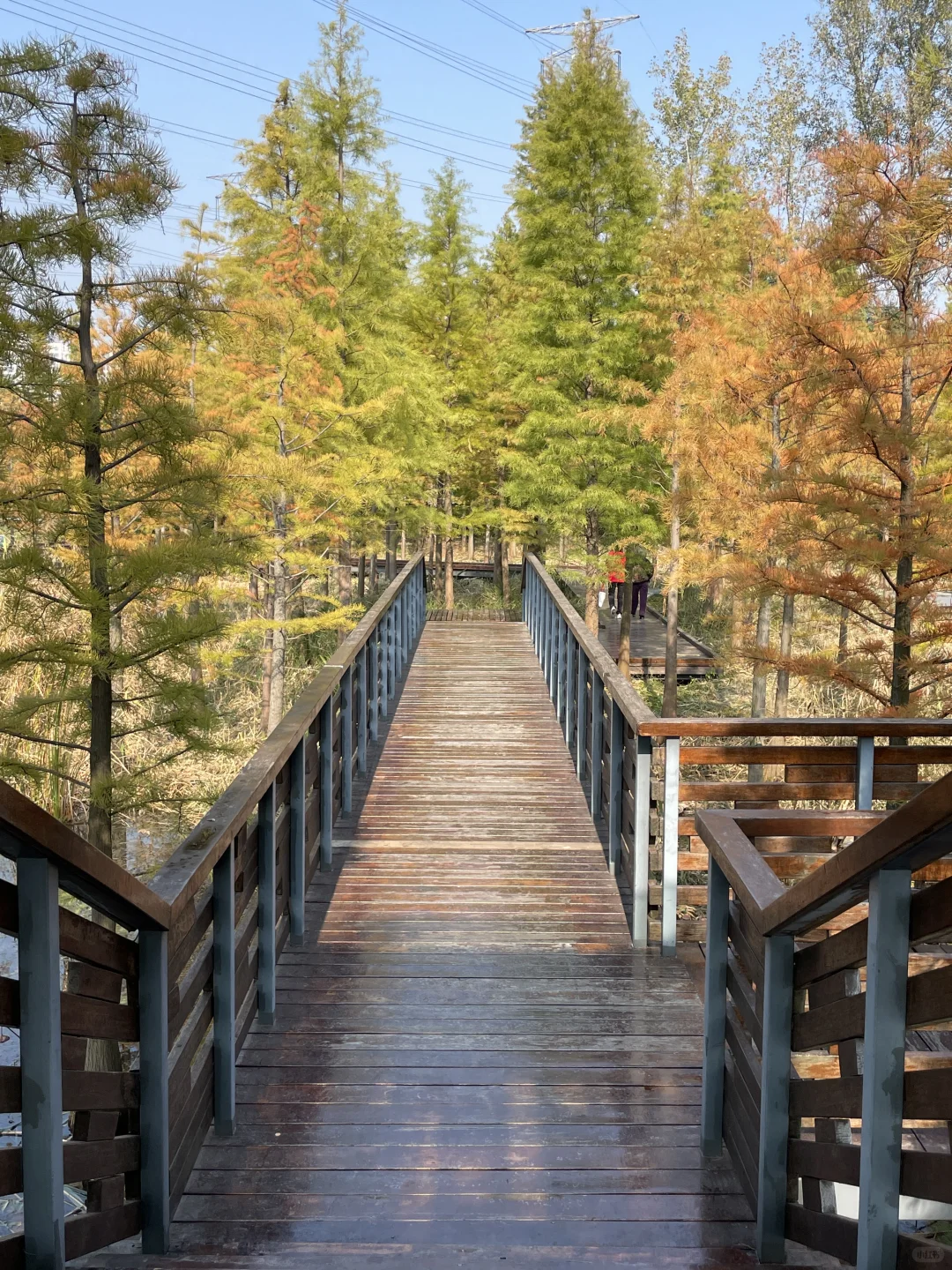 苏州昆山城市生态森林公园