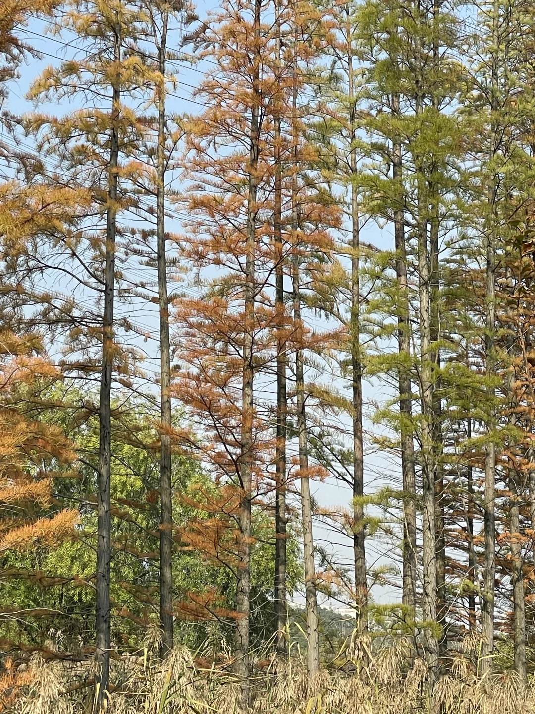 苏州昆山城市生态森林公园