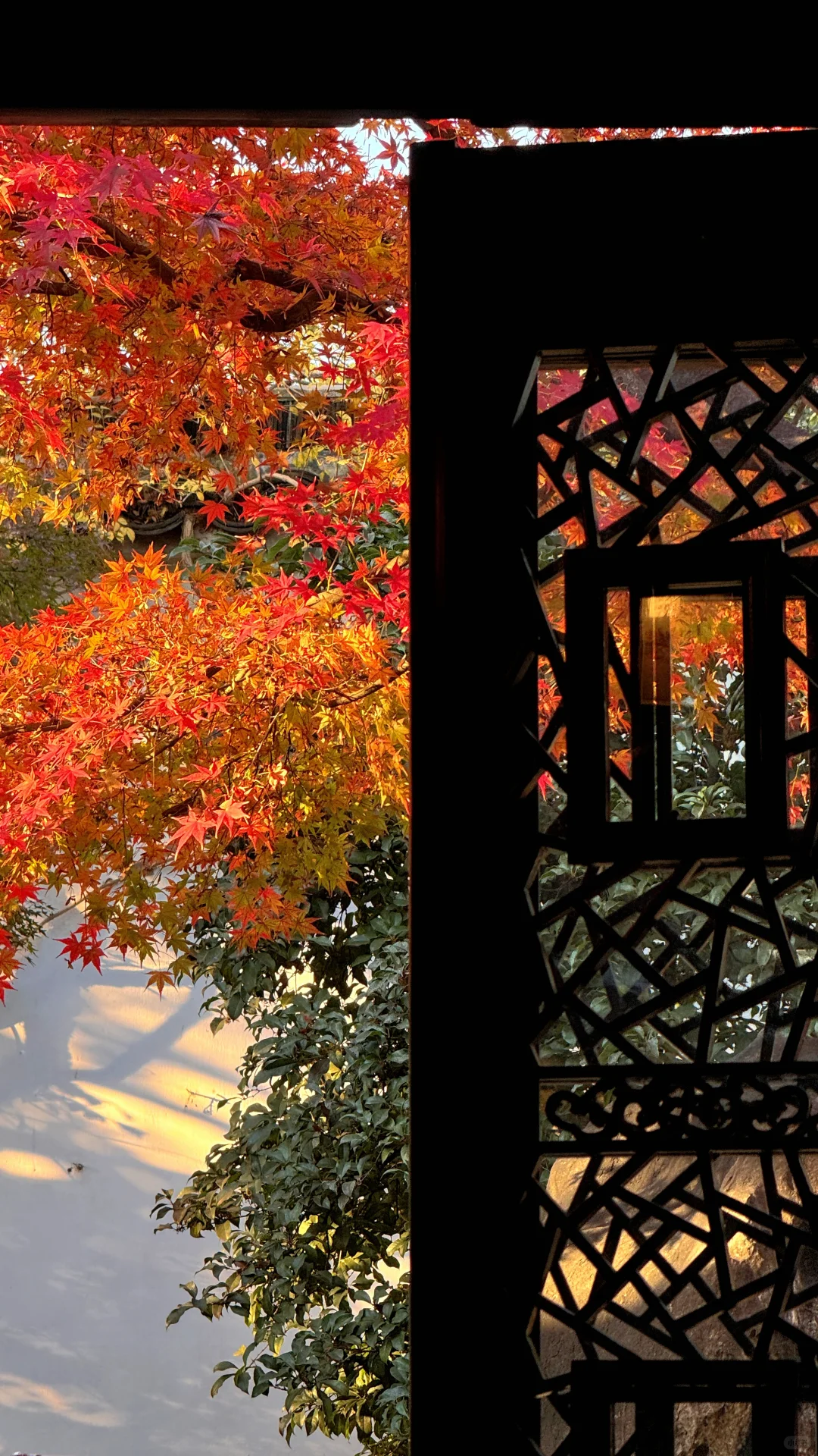 11.18刚去！留园的枫叶真的绝了！太美了！