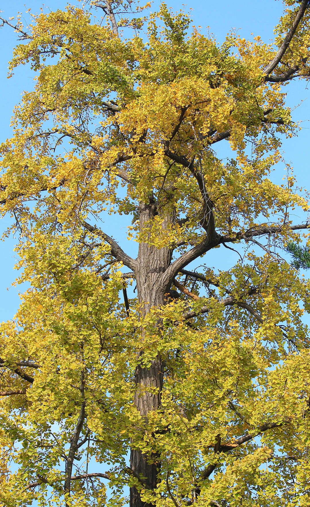 2025苏州木渎古镇银杏红枫秋色正浓