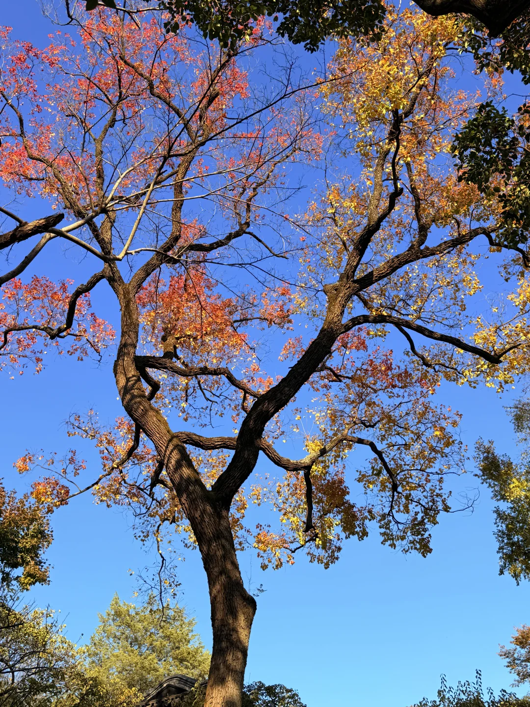 不愧是 老祖宗的极致审美