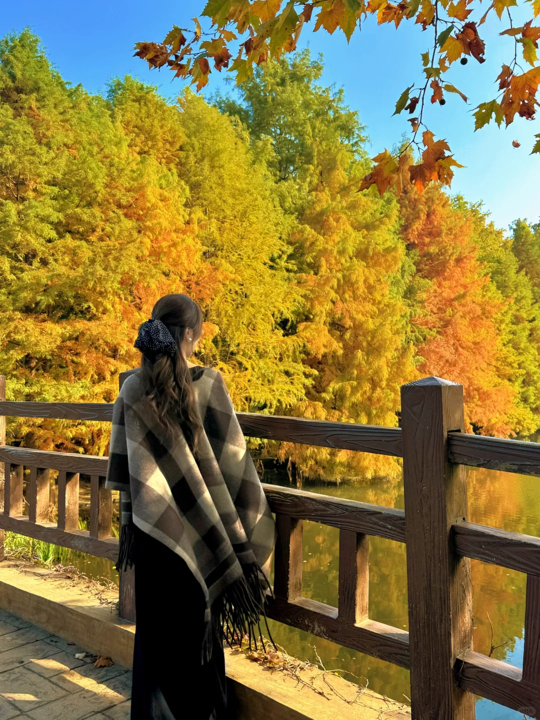 11.10实拍❗️南京落羽杉林已美成一幅画🖼️