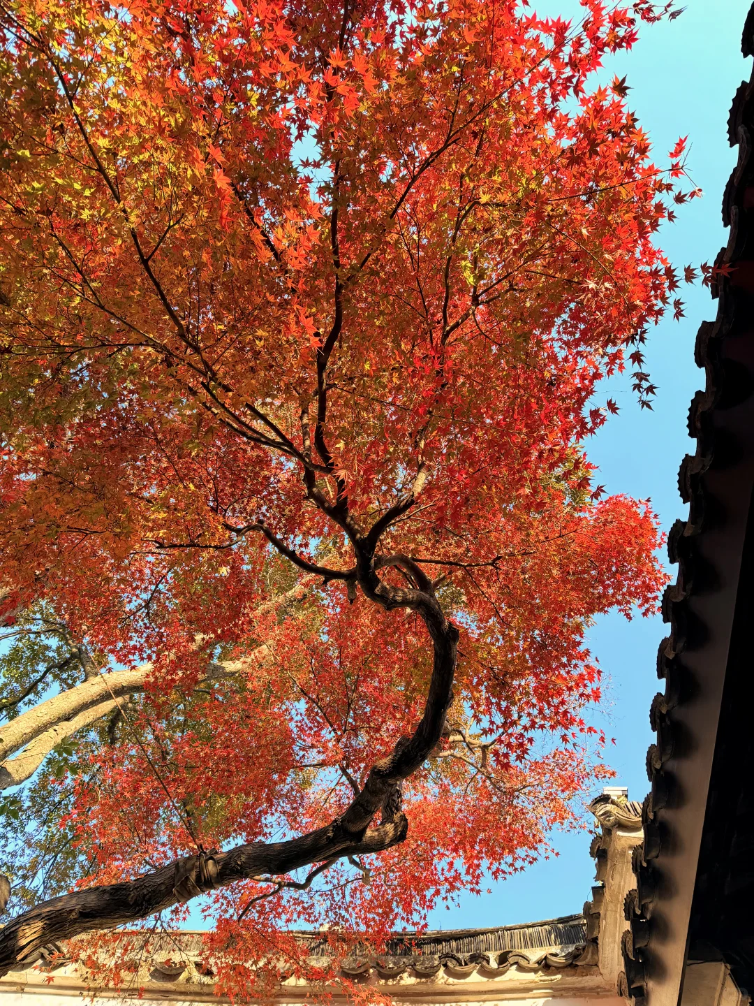 11.18实况 | 苏州留园红枫美到封神！！！！！！！！