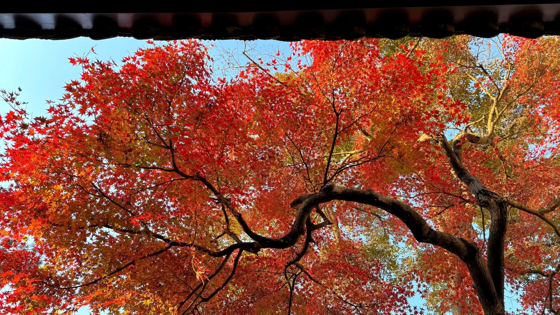 11.18刚去！留园的枫叶真的绝了！太美了！