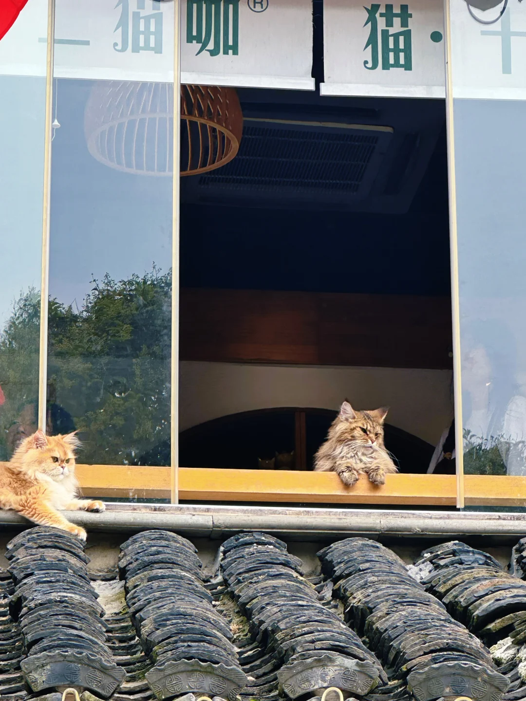 在苏州的诗词里，寻一场烟雨行舟🍃