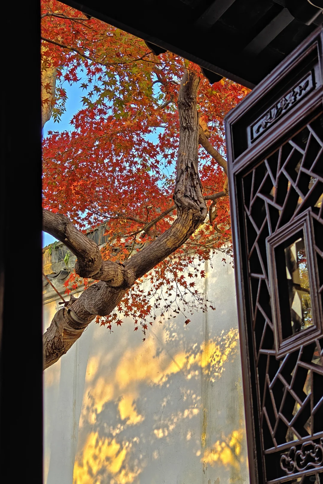 你这周来苏州可以拍什么(11.17日-11.23日)