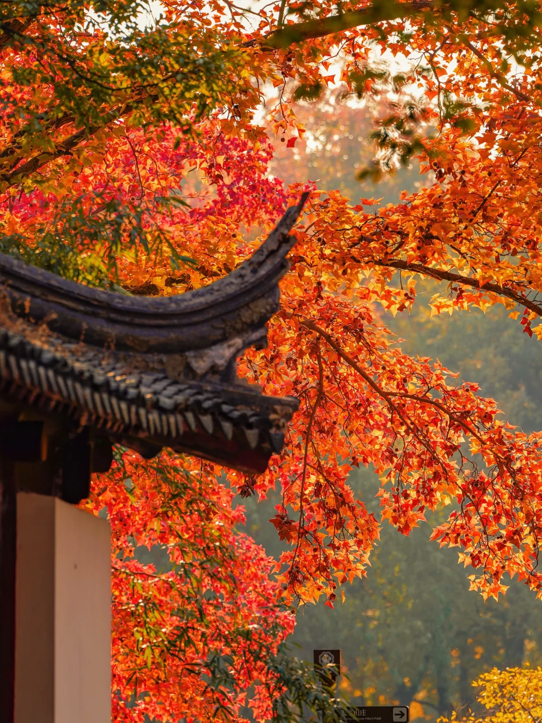 🍂苏州秋天天花板！8个必打卡地美到窒息