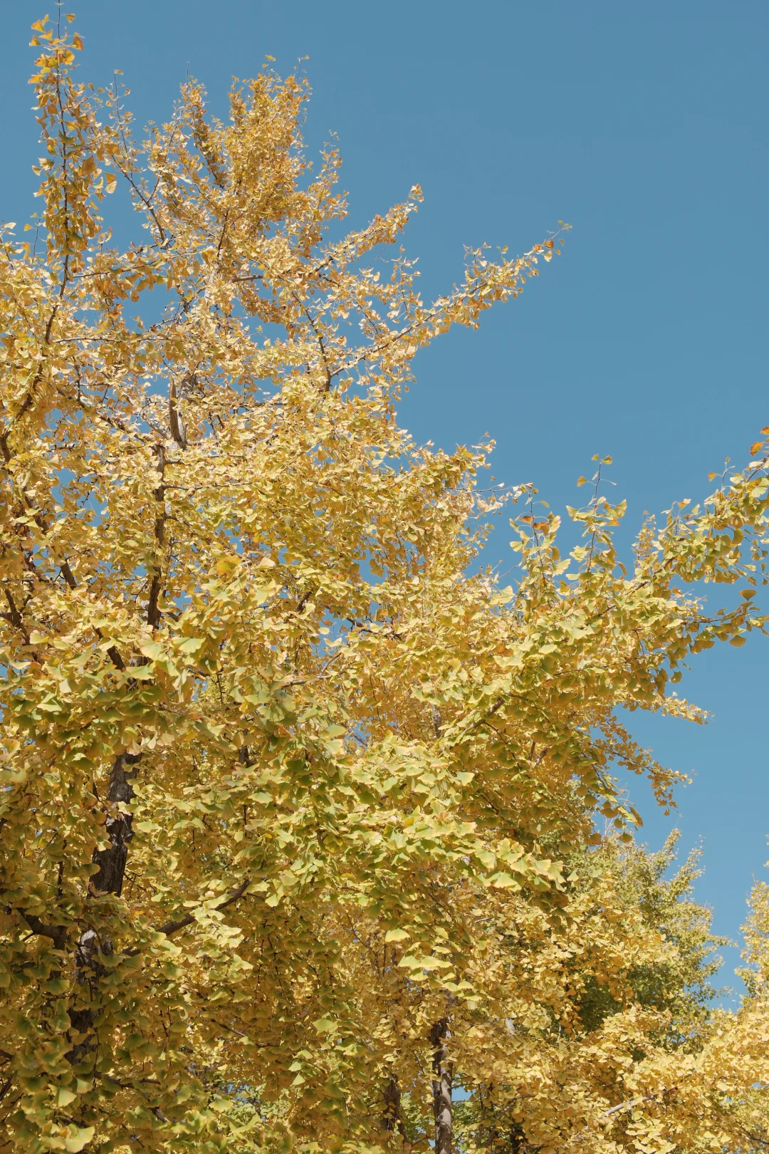 苏州📸 | 银杏-拍照 | 机位分享【附位置】