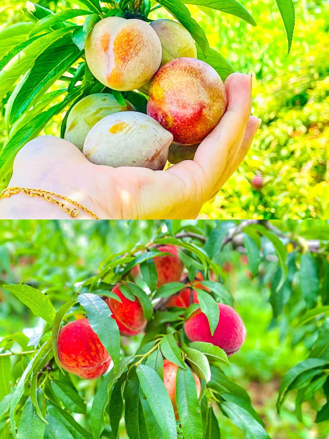 🏡逃离城市计划！南京轰趴，采摘·垂钓