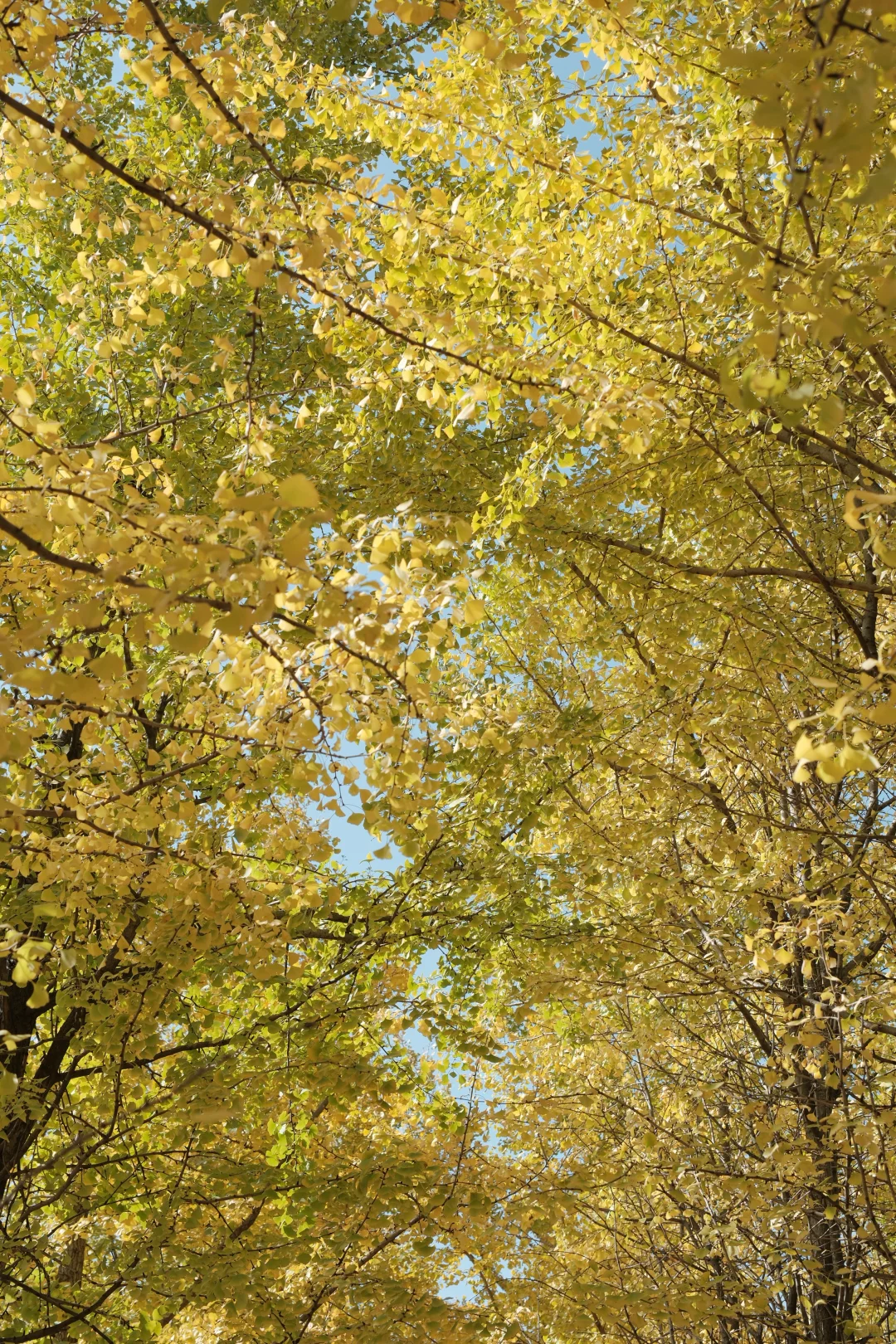 苏州📸 | 银杏-拍照 | 机位分享【附位置】
