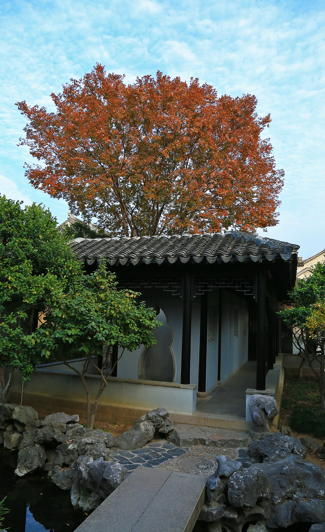 2025苏州木渎古镇银杏红枫秋色正浓