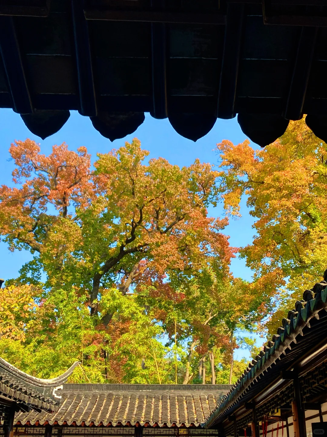 苏州！11月的秋景已经美到next level了！！！