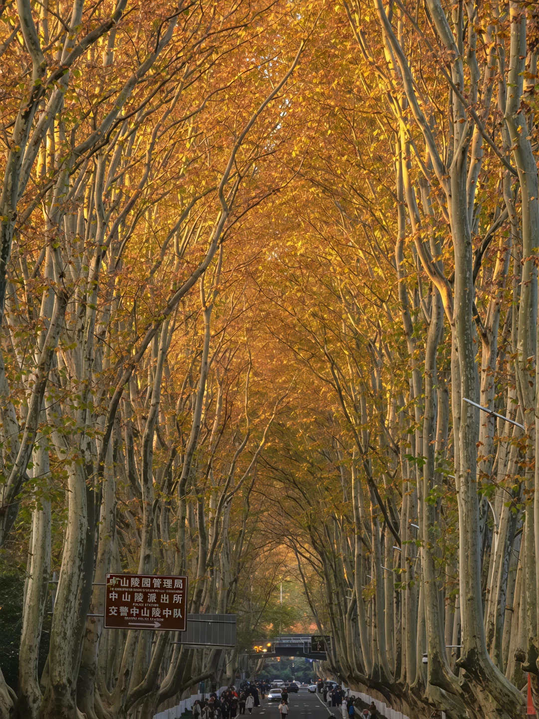 如果错过南京的秋天🍁该有多遗憾呢！