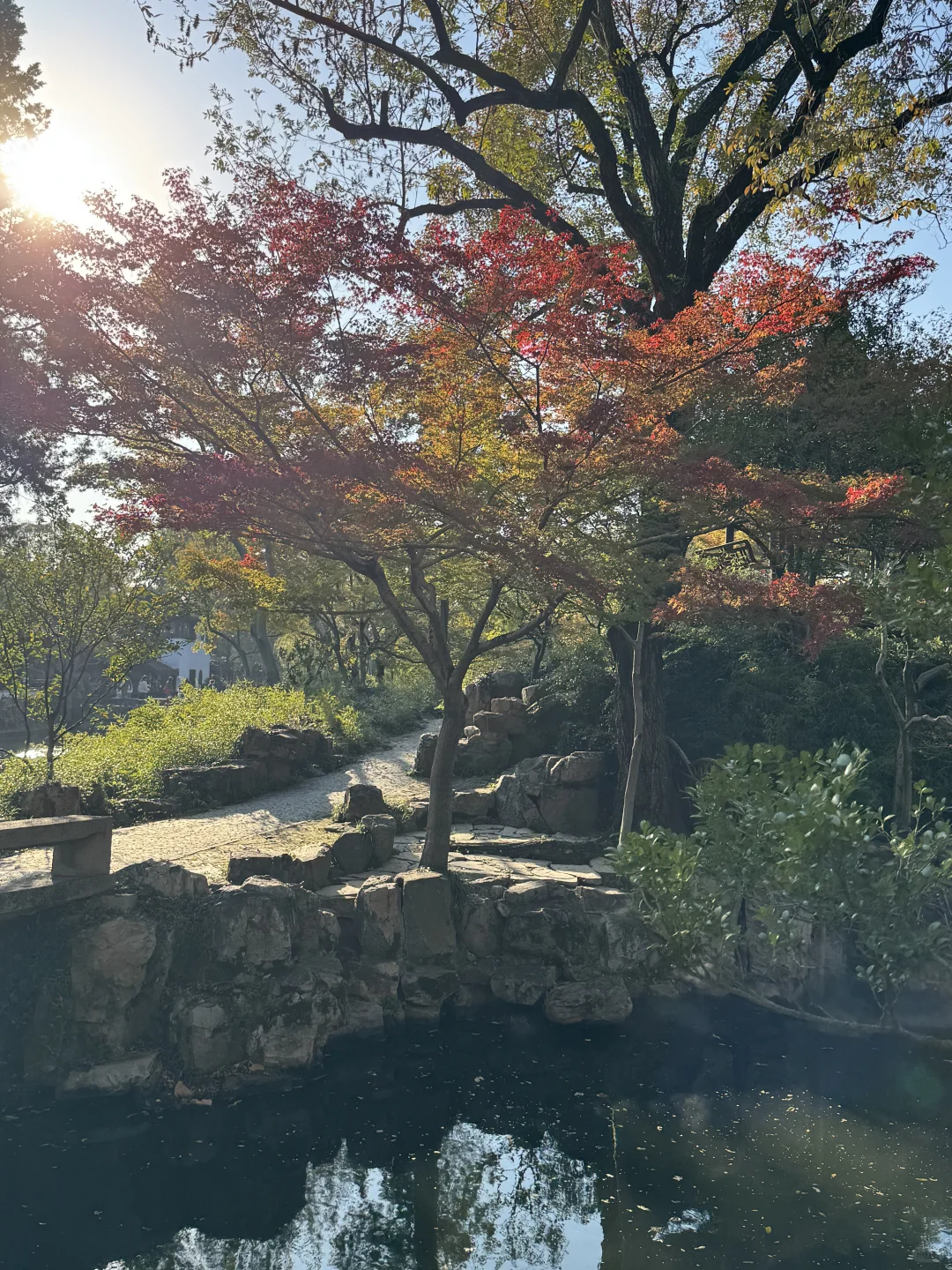 今日11.19苏州园林实况-拙政园