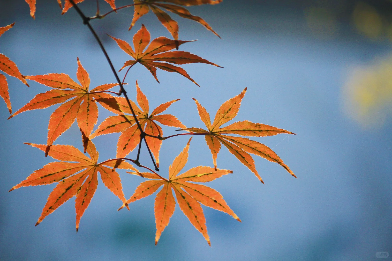 2025苏州木渎古镇银杏红枫秋色正浓