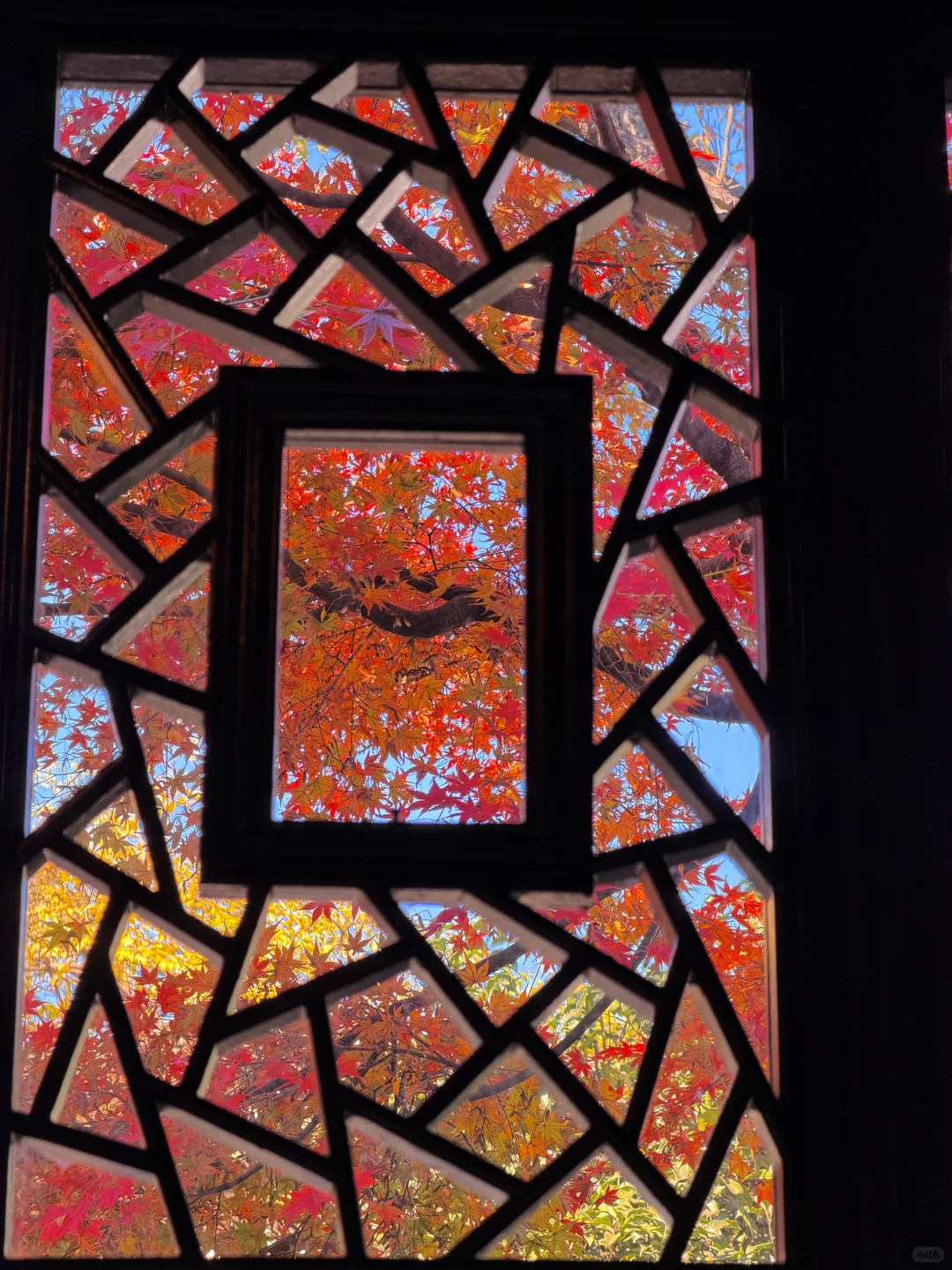 11.19实况！苏州留园封神秋景已登场❗️