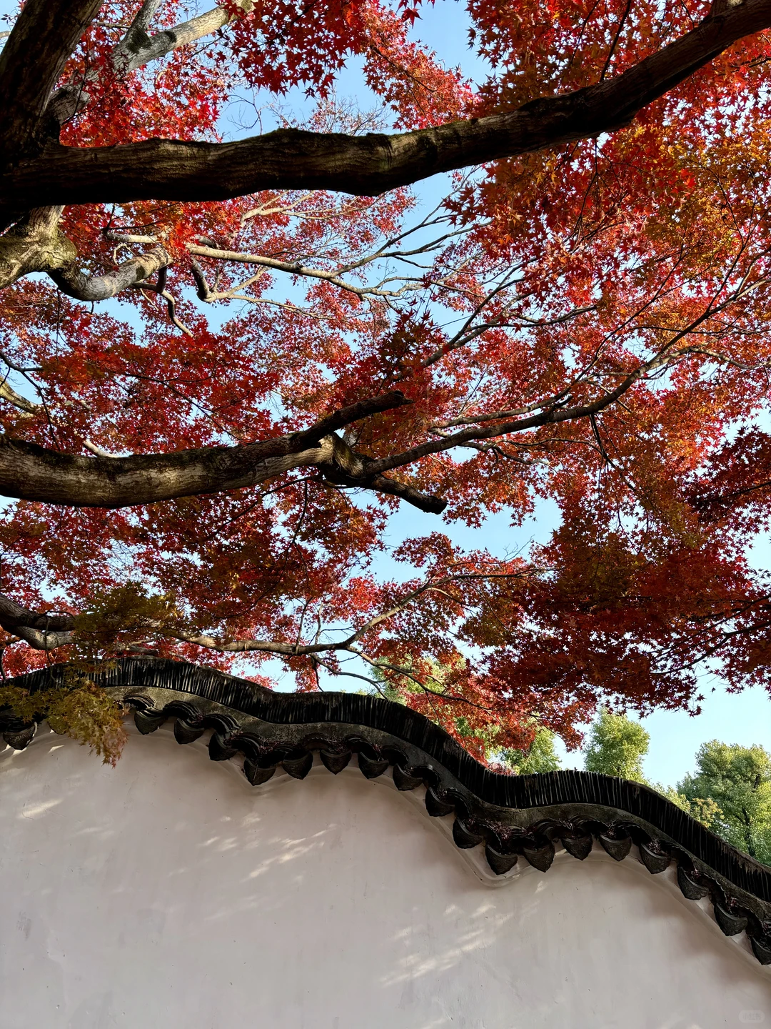 已经开始期待12月苏州的虎丘啦 美得像画