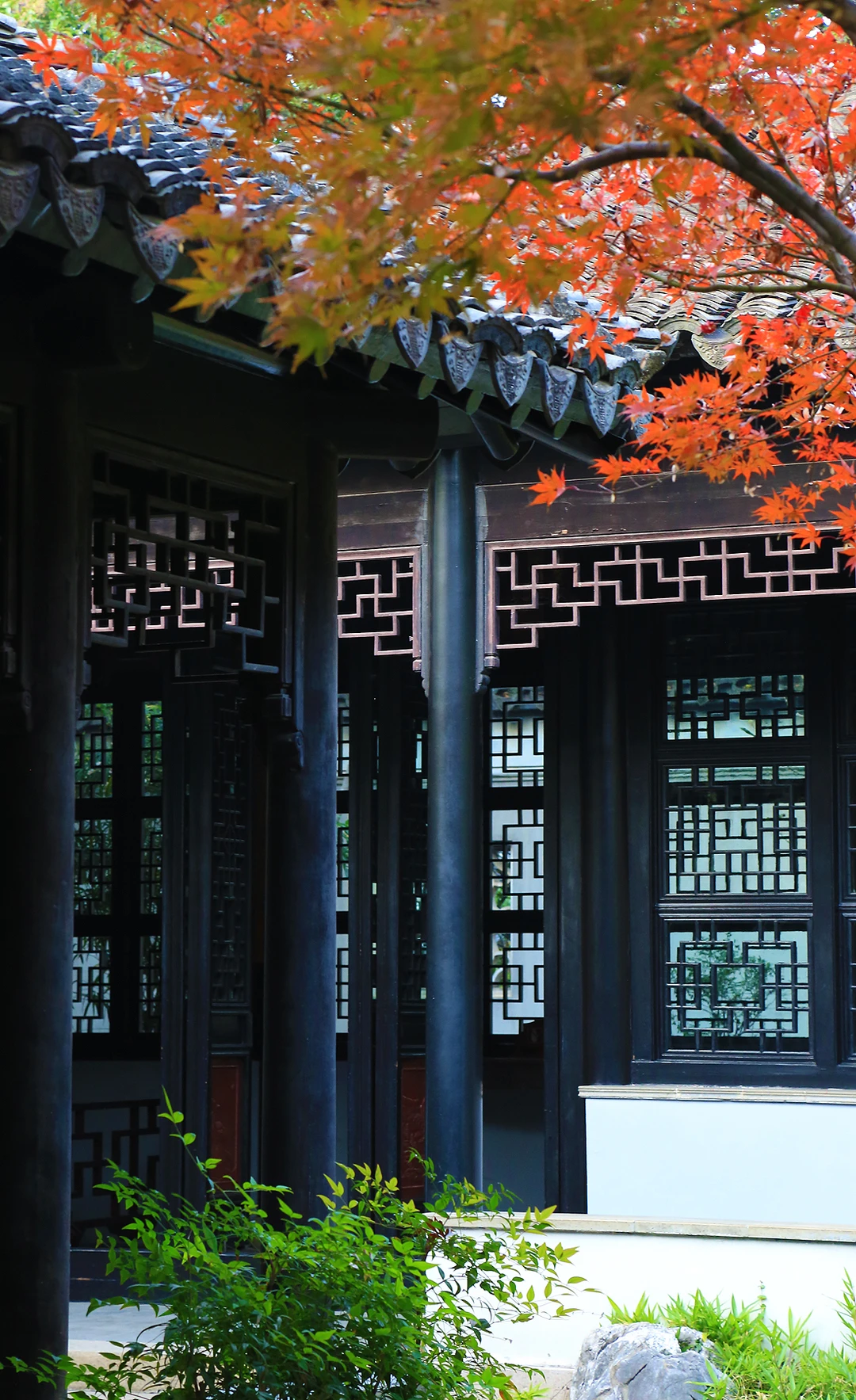 2025苏州木渎古镇银杏红枫秋色正浓