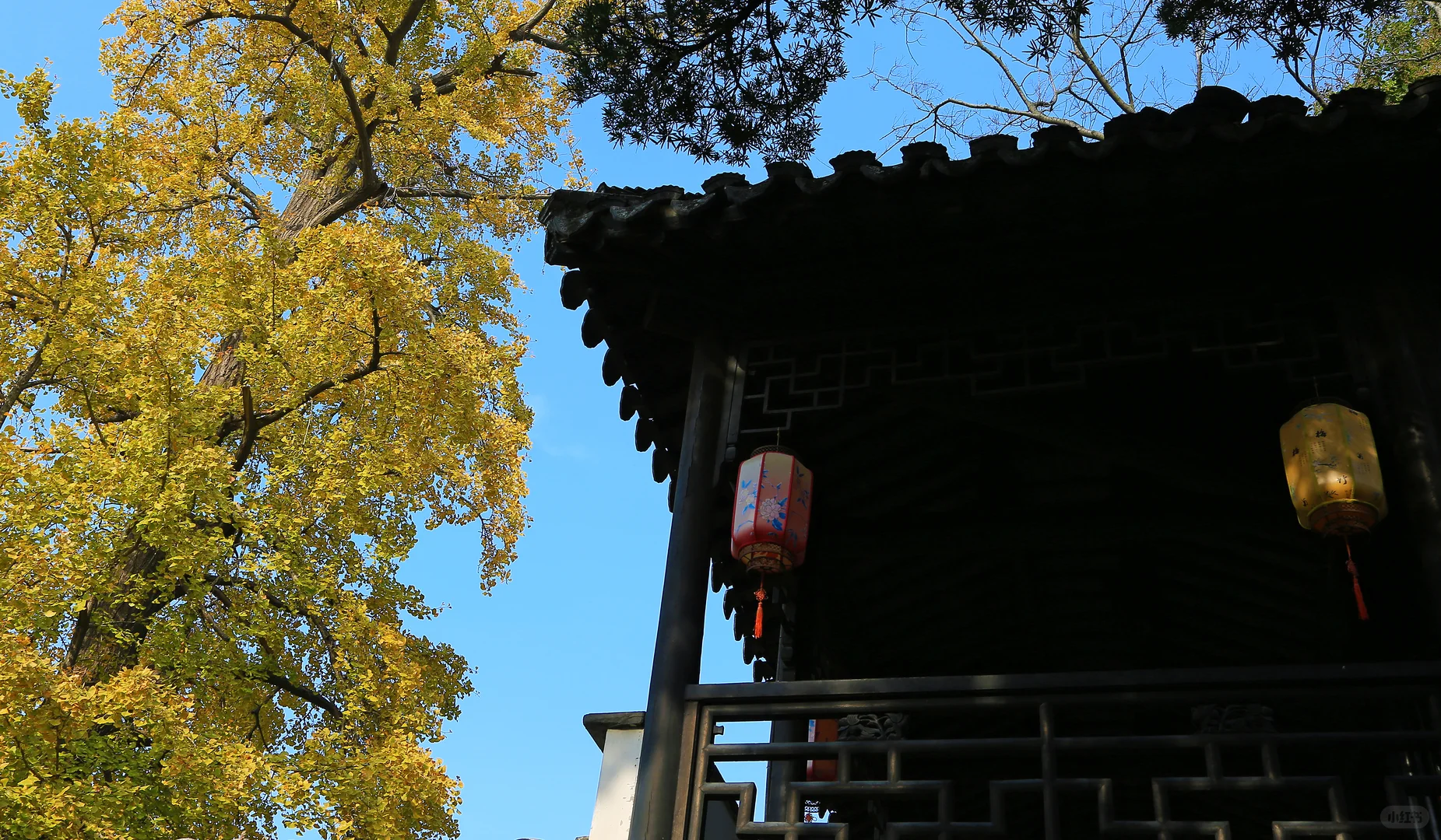 2025苏州木渎古镇银杏红枫秋色正浓