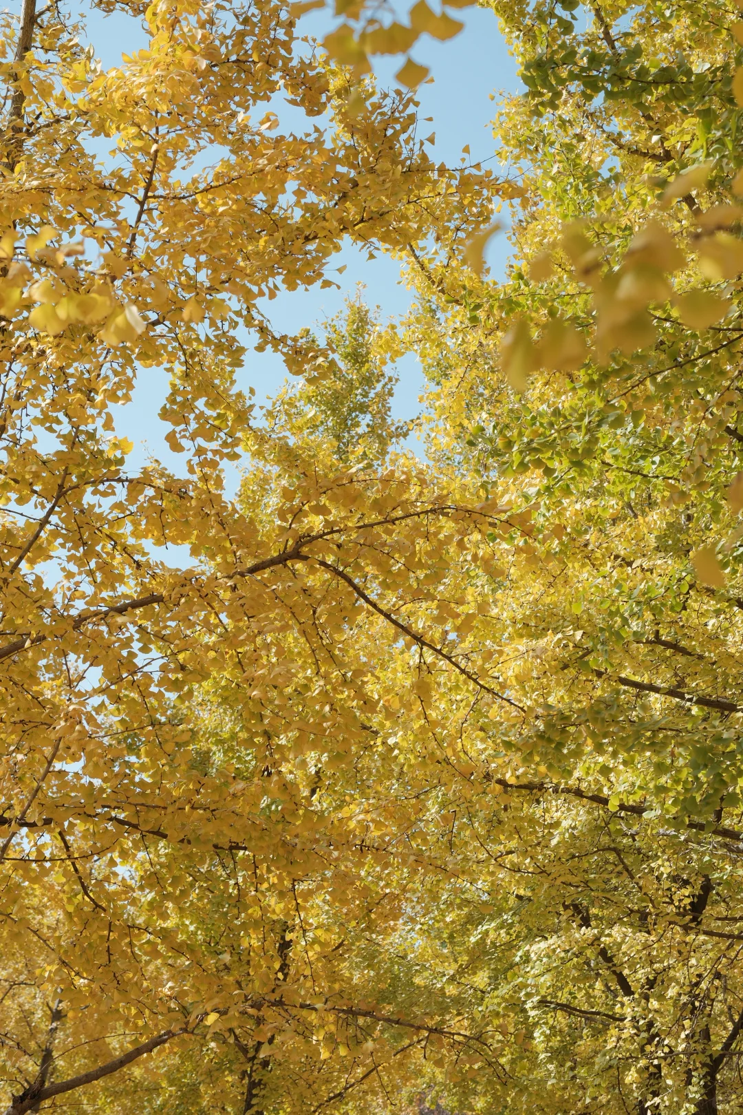 苏州📸 | 银杏-拍照 | 机位分享【附位置】