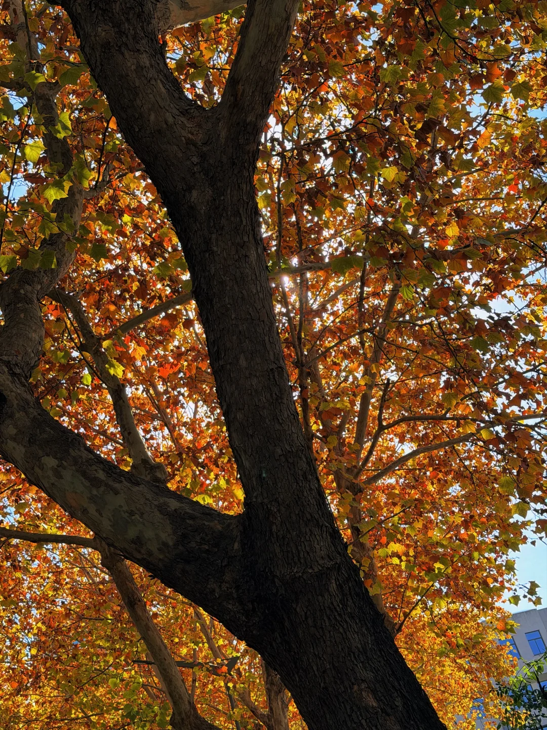 南京冬天的美谁懂 ｜交换一张你的银杏落叶