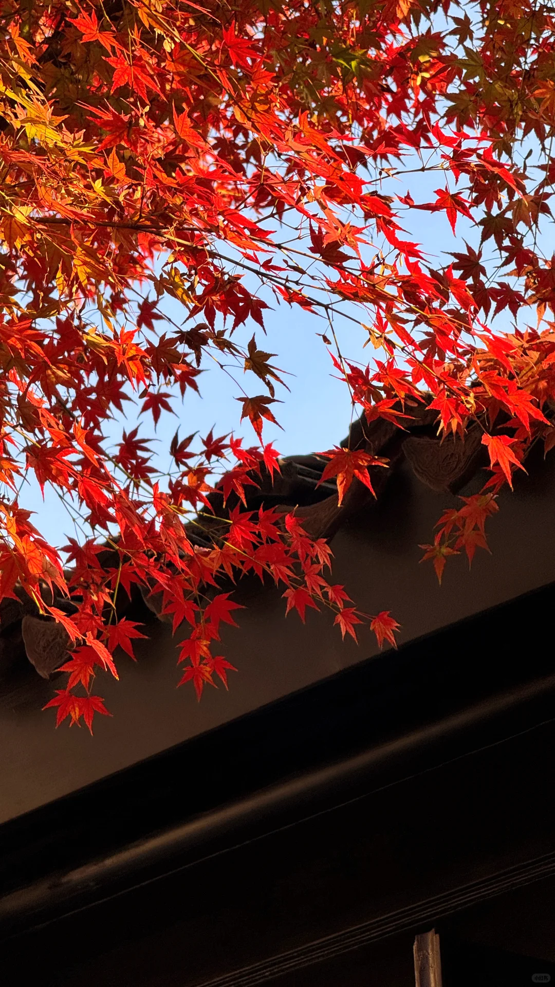 11.18刚去！留园的枫叶真的绝了！太美了！