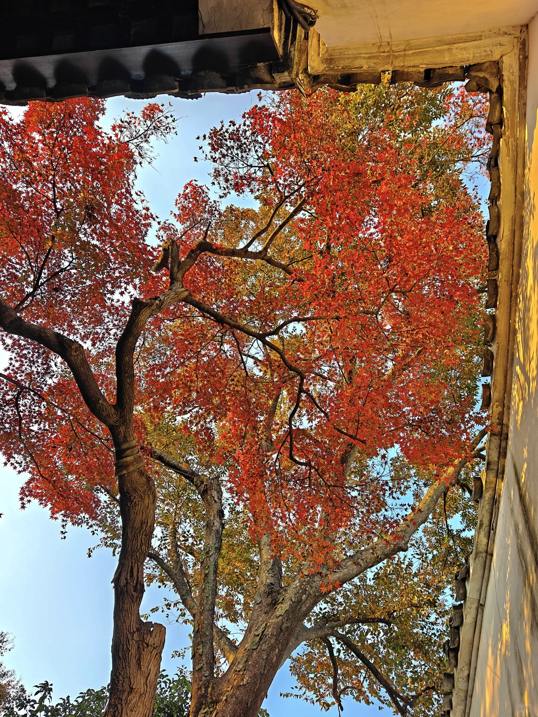 你这周来苏州可以拍什么(11.17日-11.23日)