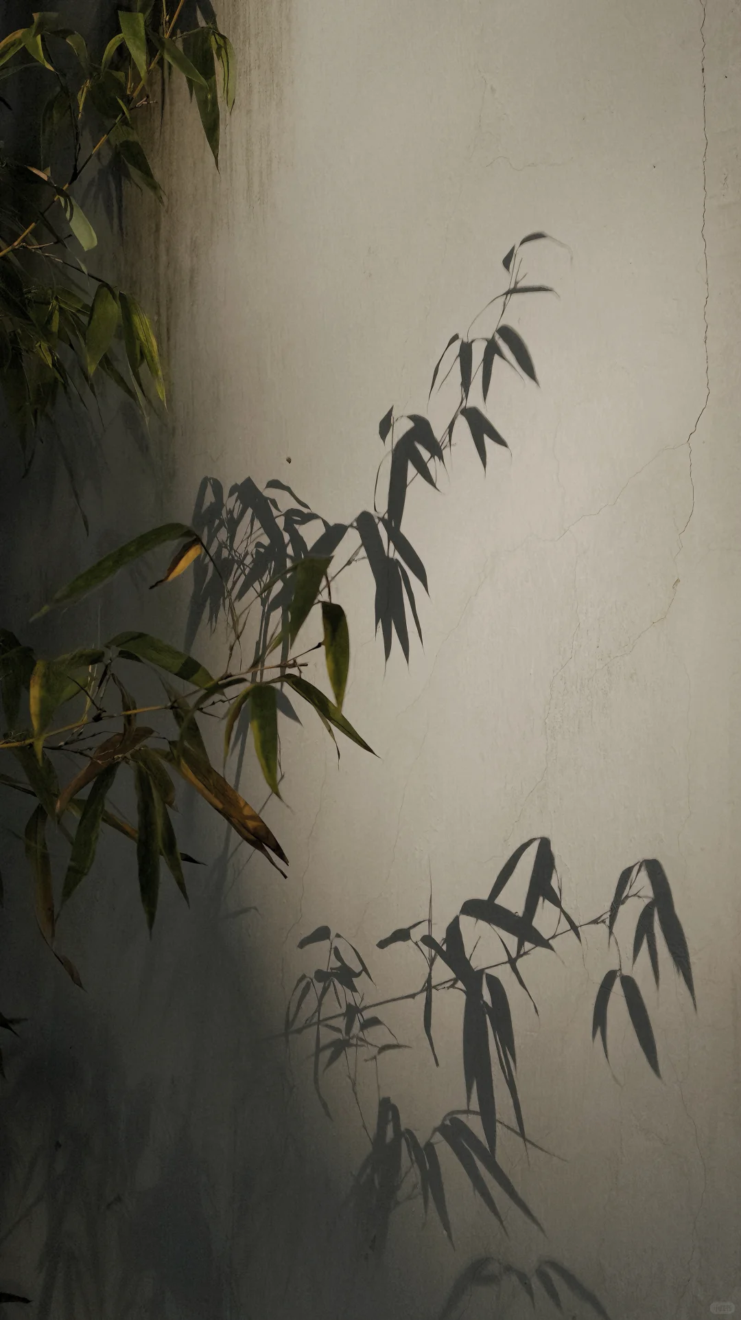 11.18刚去！留园的枫叶真的绝了！太美了！