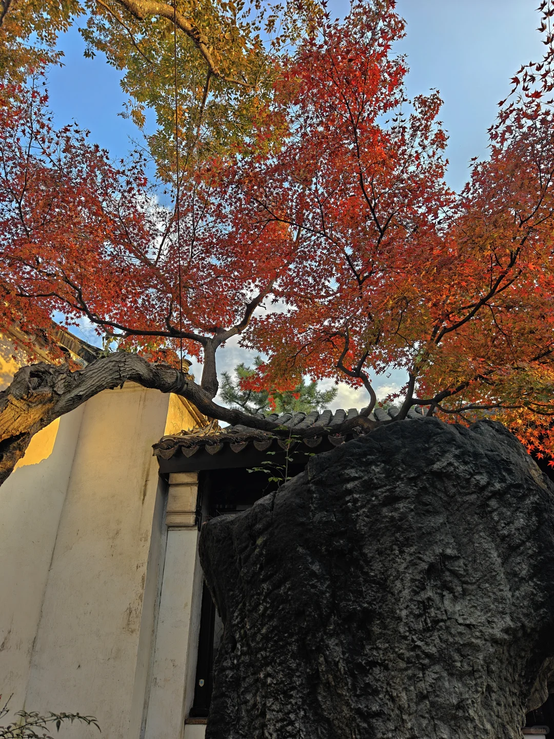 你这周来苏州可以拍什么(11.17日-11.23日)