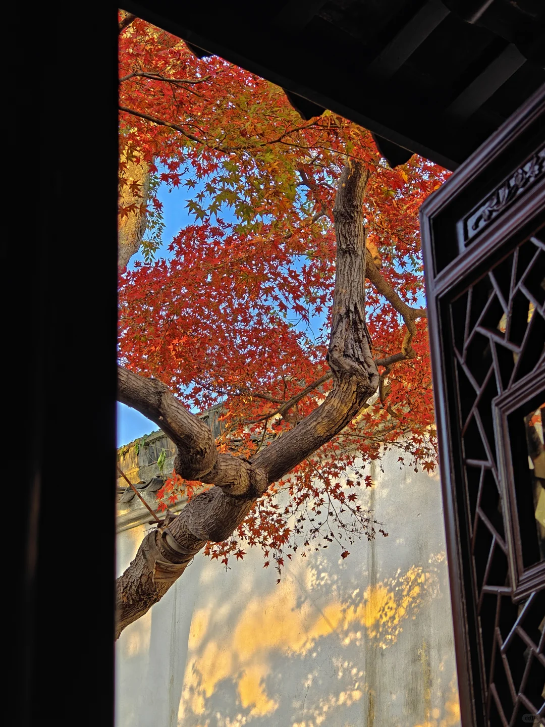 你这周来苏州可以拍什么(11.17日-11.23日)