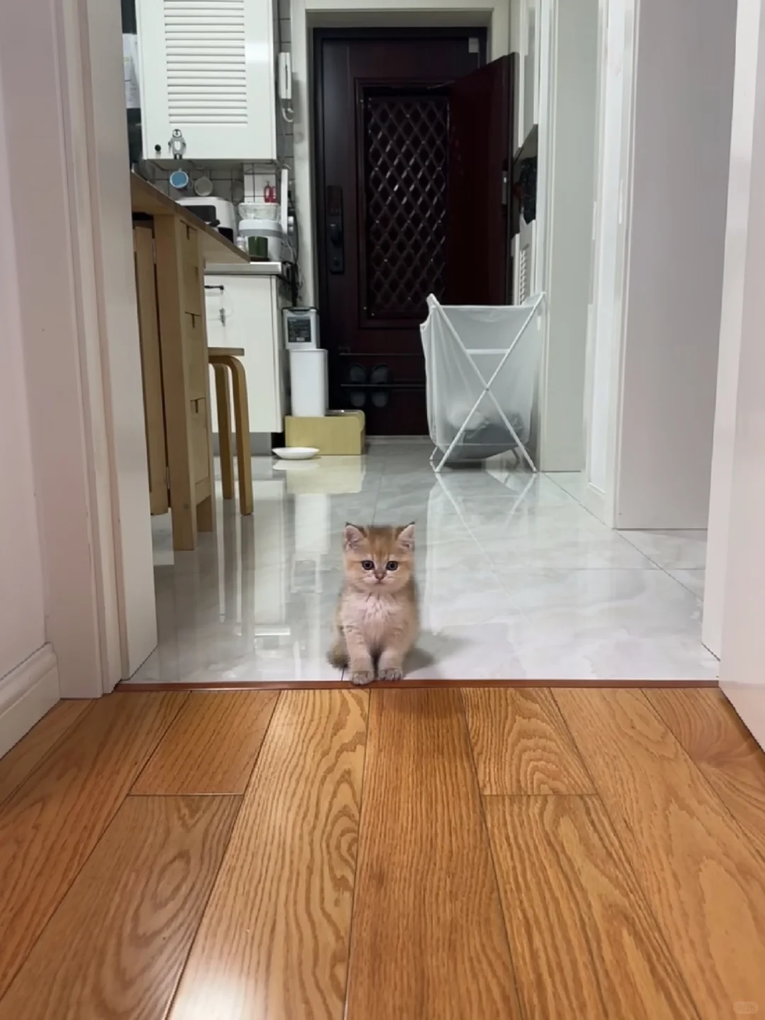 生了6只，苏州自提。